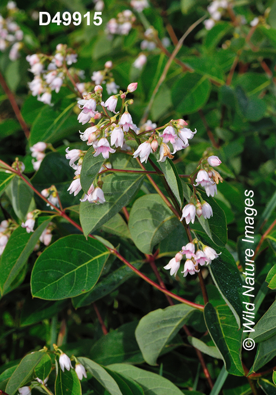 Apocynum androsaemifolium spreading dogbane